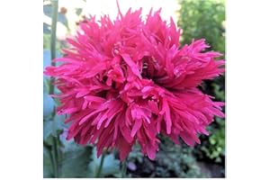 Caribou Seed Company | Rose Feathers Poppy | 100 Seeds | Pink Feather Blooms | Fresh Canadian Seed