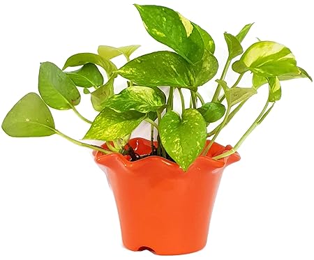 Grun Air Purifying Green Money Plant [Decorative Indoor Plant]