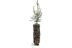 Giant Sequoia | Medium Tree Seedling | The Jonsteen Company