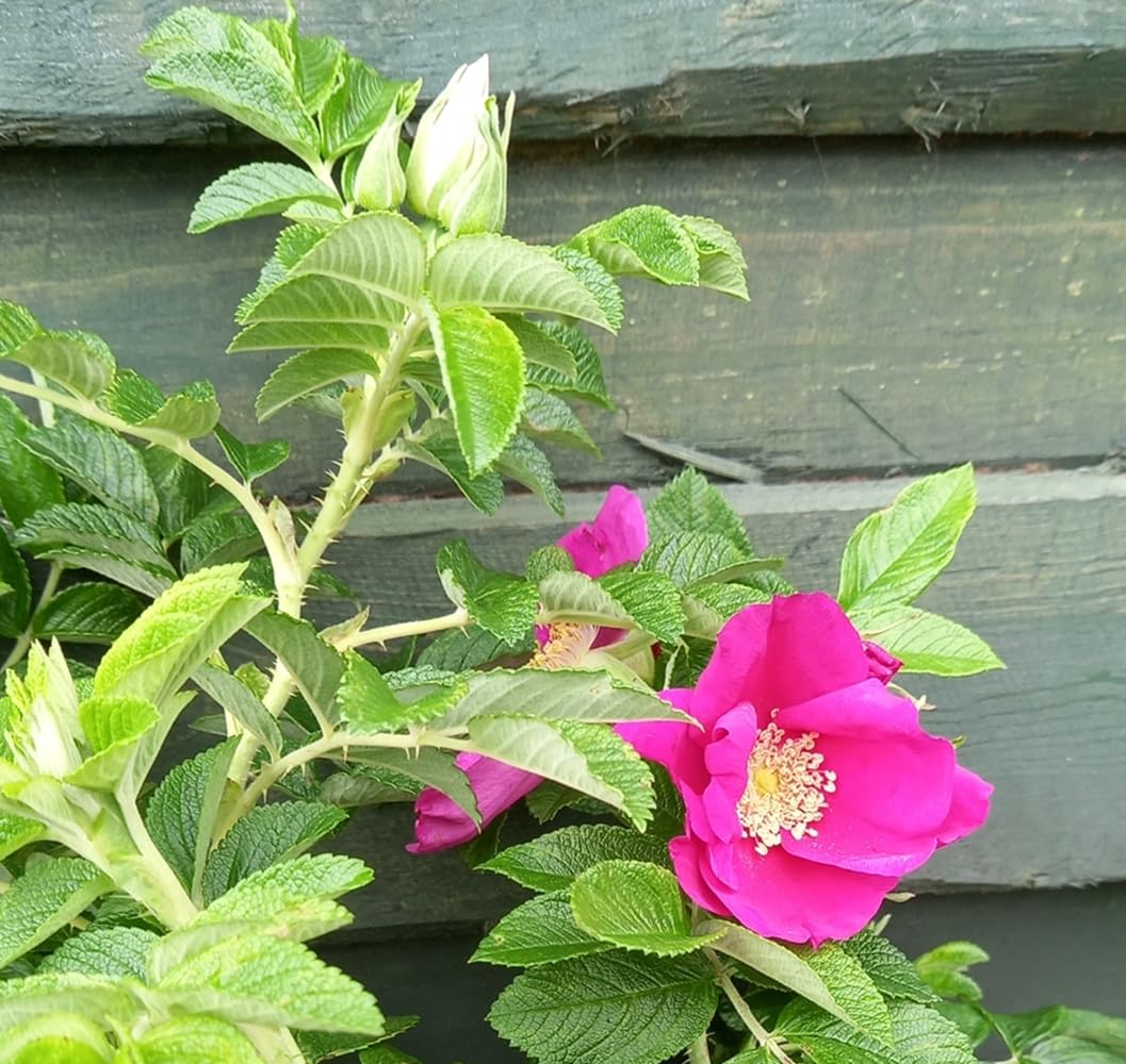 10 Rosa Rugosa Hedging Rose Field Grown Bare Root 2-3 ft (60-90 cm) Hedging Plants Tree Whip