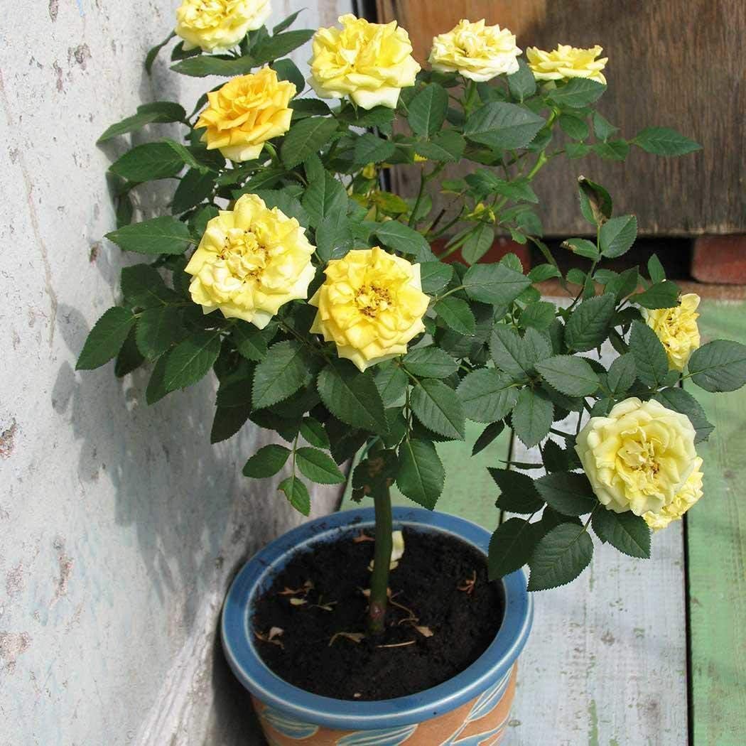 Free Venus Perennial Bonsai Mini Rose Tree Seeds Bonsai Plant Seeds Flowers