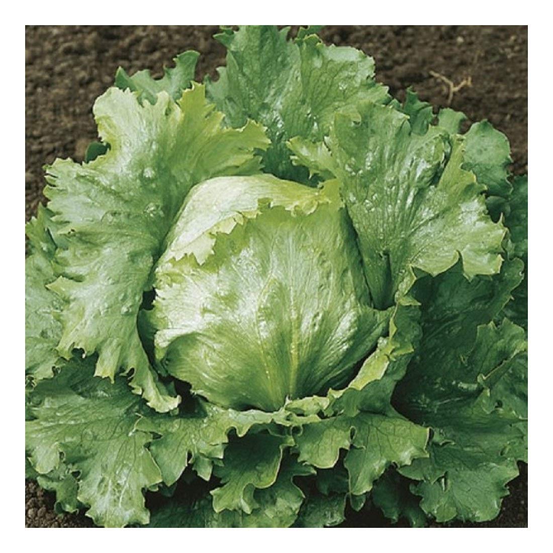 Premier Seeds DirectLettuce - CRISPHEAD - WEBBS Wonderful - 3 GRAM Seeds ~ 3000 Seeds