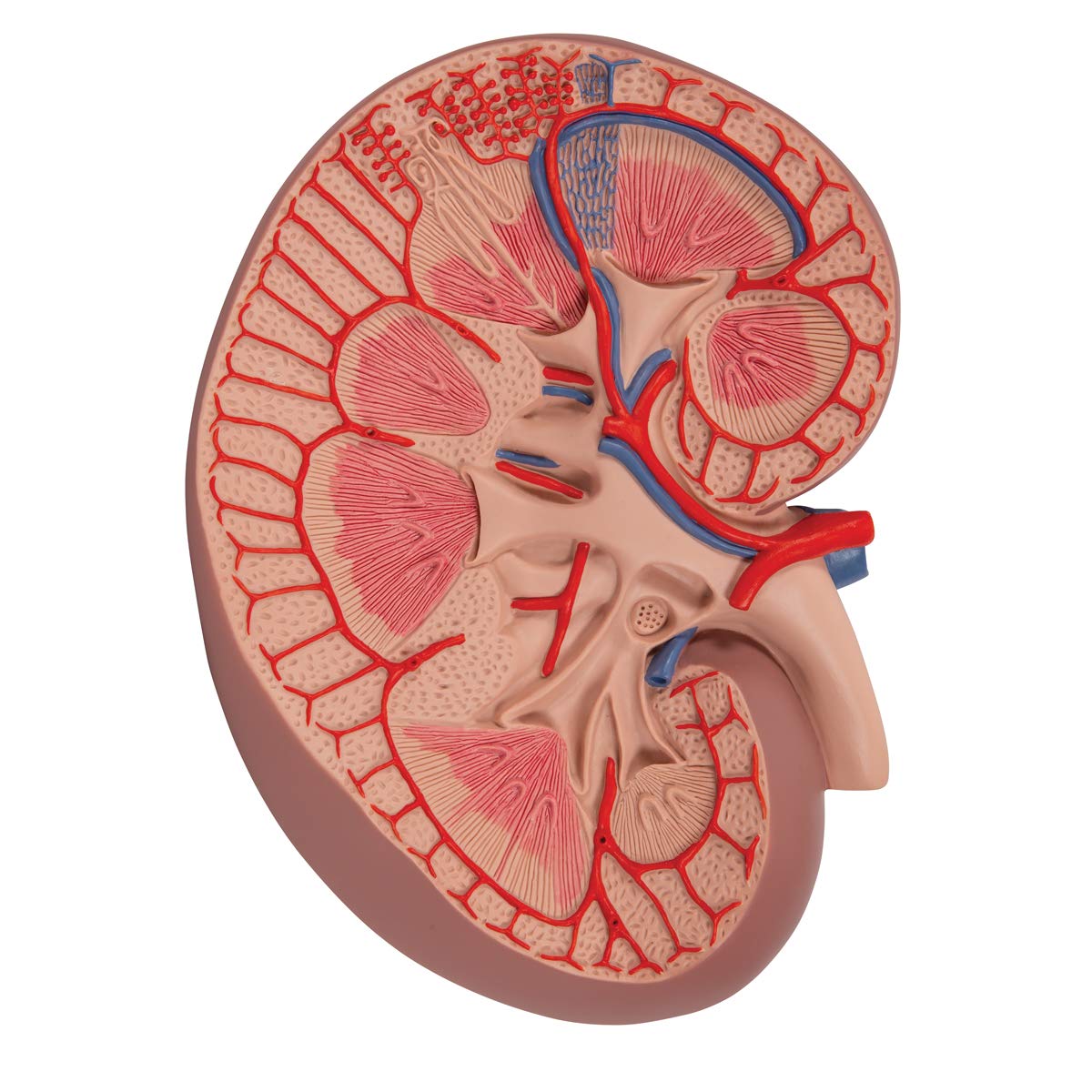 3B Scientific K09 Basic Kidney Section, 3 Times Full-Size + free Anatomy App - 3B Smart Anatomy