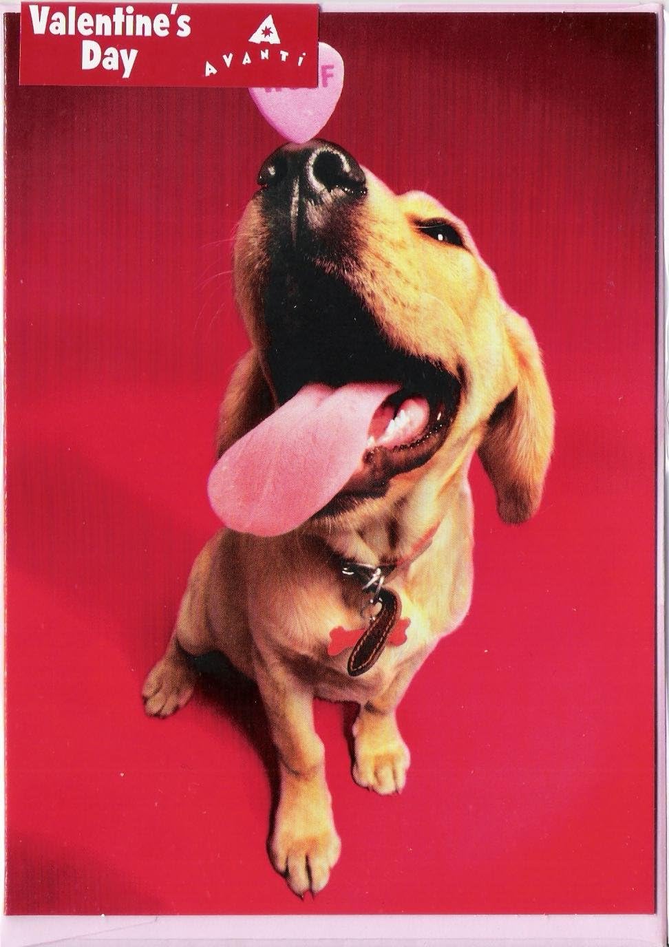VALENTINE'S DAY CARD : Labrador With 'woof' Heart