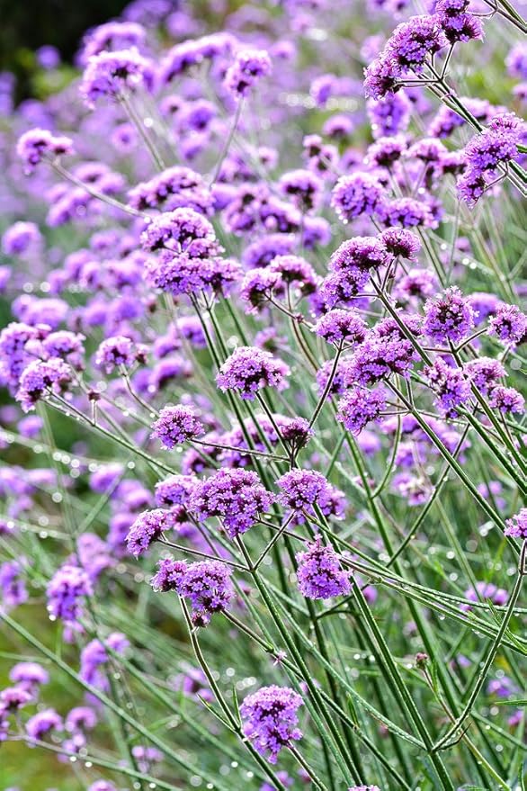 Argentinische Eisenkraut 100 Samen (Verbena Bonariensis) Amazon.de Garten