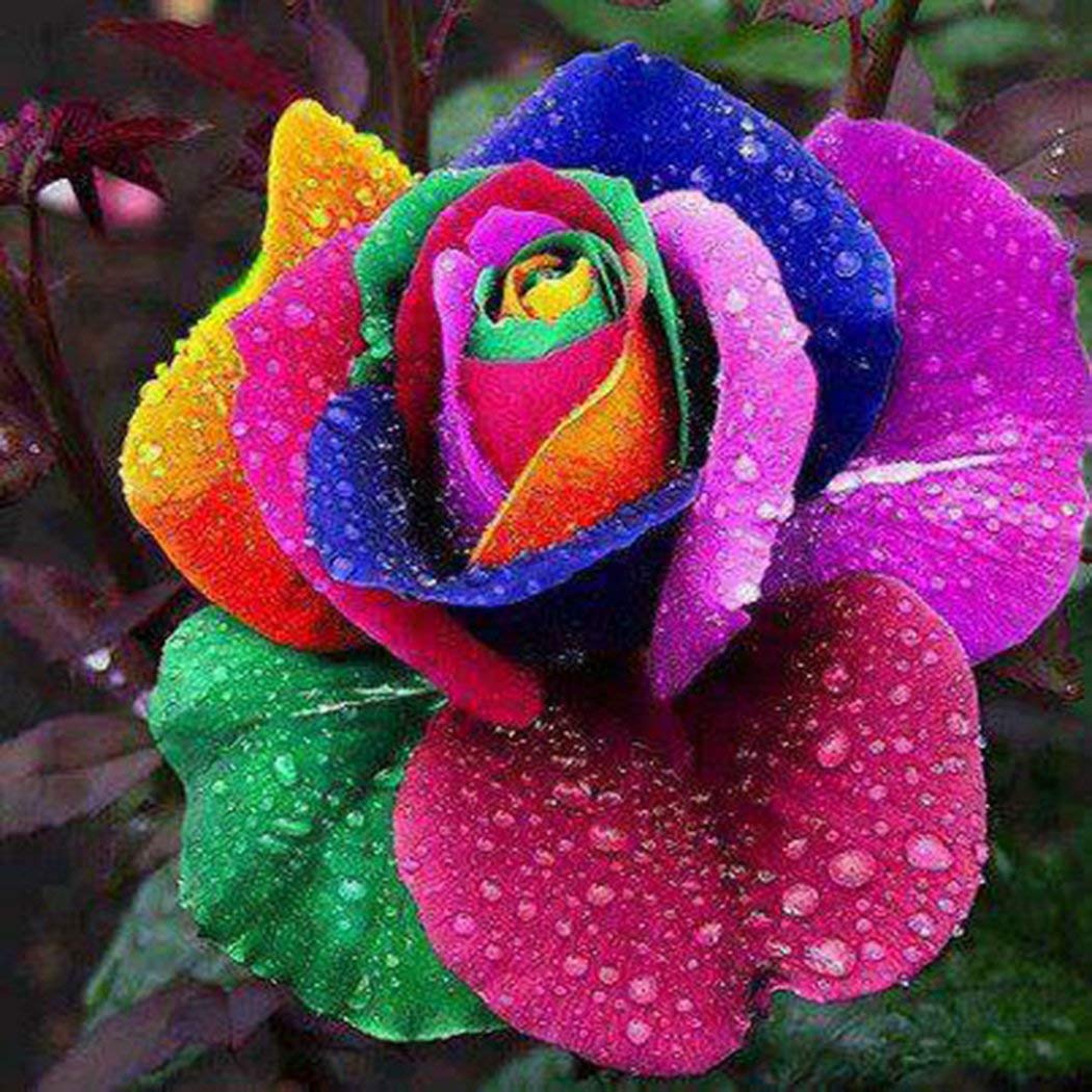 Eden-blumen 100 Stücke Seltene Rose Samen Blumensamen Regenbogen Rose