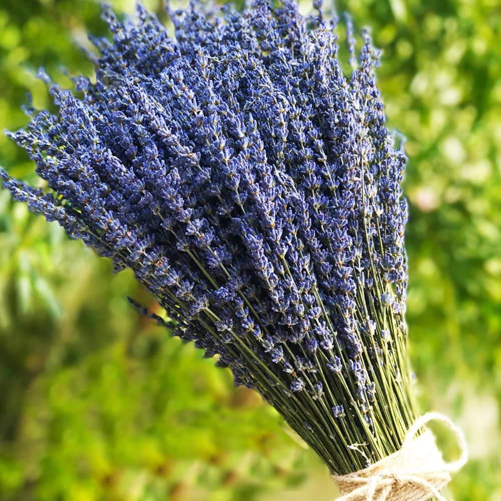TooGet Lavender Dried Ultra Blue Bundles 400+ Stems(16" - 18" Long) for Home Decor, Crafts, Gift,Wedding or Any Occasion