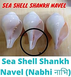 Original Blowing Shankh (VAMAVARTI BAJNEWALA) Conch