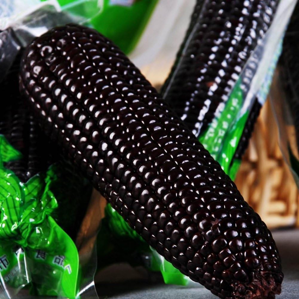 ESHOO 100 Pieces Corn Seeds Black White Yellow Sweet Corn Organic Heirloom Seeds Garden Seeds
