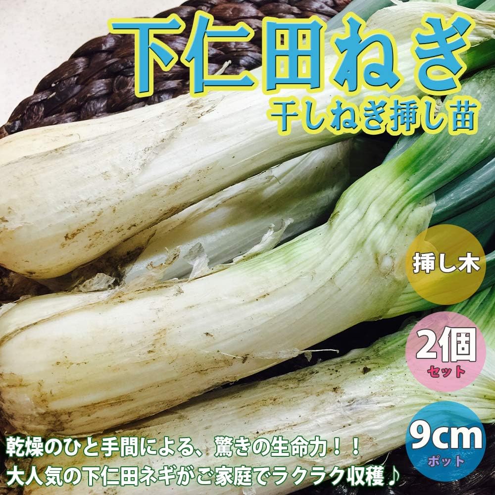 Amazon 下仁田ねぎポット苗 干しねぎ挿し苗 野菜苗 9cmポット 2個セット 乾燥のひと手間がすでに施された下仁田ねぎをポットに植えて発根させたものです あとは畑に植えて収穫するだけです 驚きの生命力です めったなことでは失敗しません 深めのプランター