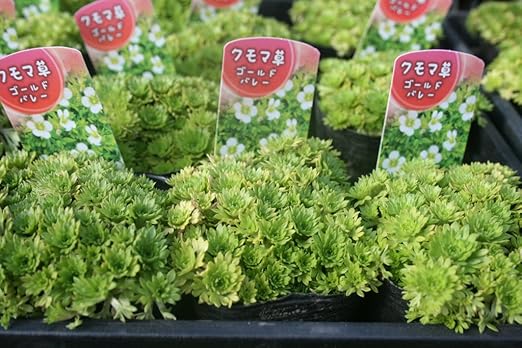 Amazon 【花苗】【まとめ買い】 クモマグサ ゴールドバレー 4ポットセット 3寸苗【送料込価格】 花