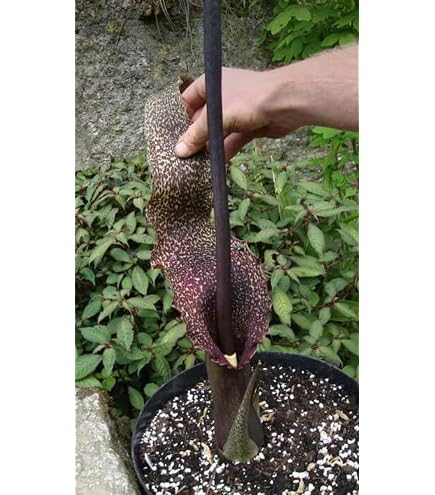 unusual indoor plant pots Rare and Unusual Mystery Plant Box | Plants