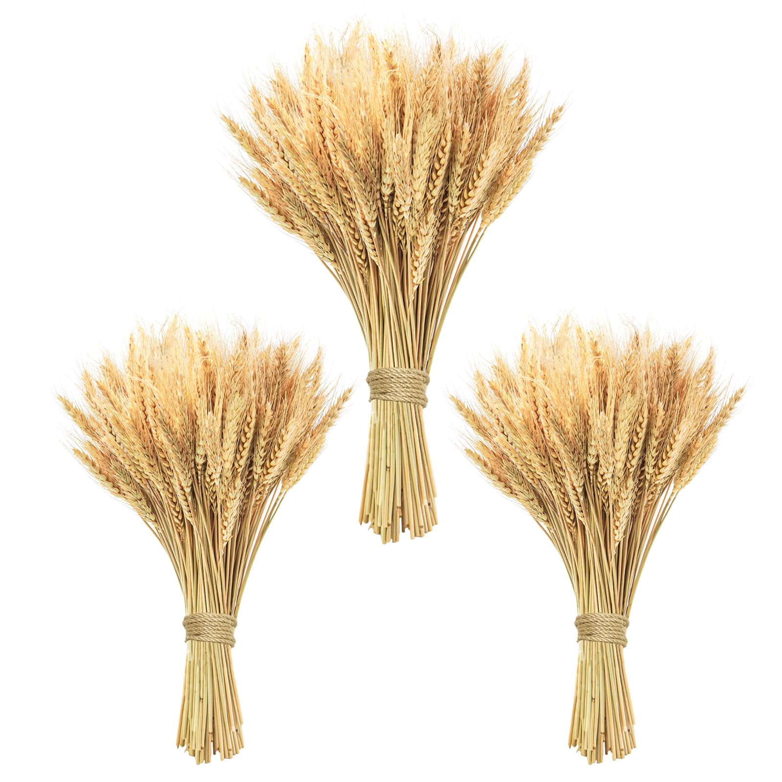 Photo 1 of Phliofd 300 Stems Natural Dried Wheat Stalks, 18 inches Dried Wheat Grass Bundle Wheat Sheaves Wreath for Flowers Arrangement Wedding Table Centerpieces Home Kitchen Office DIY Party Décor
