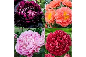 CARPET CREEPING 300+ Perennial Peony Flower Seeds for Planting Outdoor-Attracts Bees&Butterflies Fragrant Butterfly Non-GMO Heirloom Seeds
