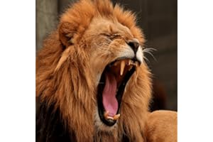 Lion Roar Sounds