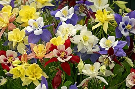 Akelei Mckana Giant 100 Samen Schone Farbe Und Zierliche Langen Spuren Aquilegia Mckana Amazon De Garten