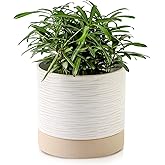 Nihow Ceramic Plant Pot: 6 Inch Planter with Drainage Hole & Saucer for Indoor & Outdoor Plants - Cylinder Round Flower Pot for Succulent/Herbs/Violets - Cream White & Brown