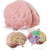 Cross Section Foam Brain Model | Free Stand, Answer Sheet &amp; Digital Worksheet | Educational Tool Learning &amp; Teaching Human Anatomical Function, Psychology, Biology or Science | 2 Labeled Half Pieces