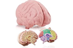 MERHOFF & LARKIN Cross Section Foam Brain Model, Great Educational Tool for Learning & Teaching Human Anatomical Function, Psychology, Biology or Science, Easy to Use & Includes 2 Half Pieces Labeled with Figures