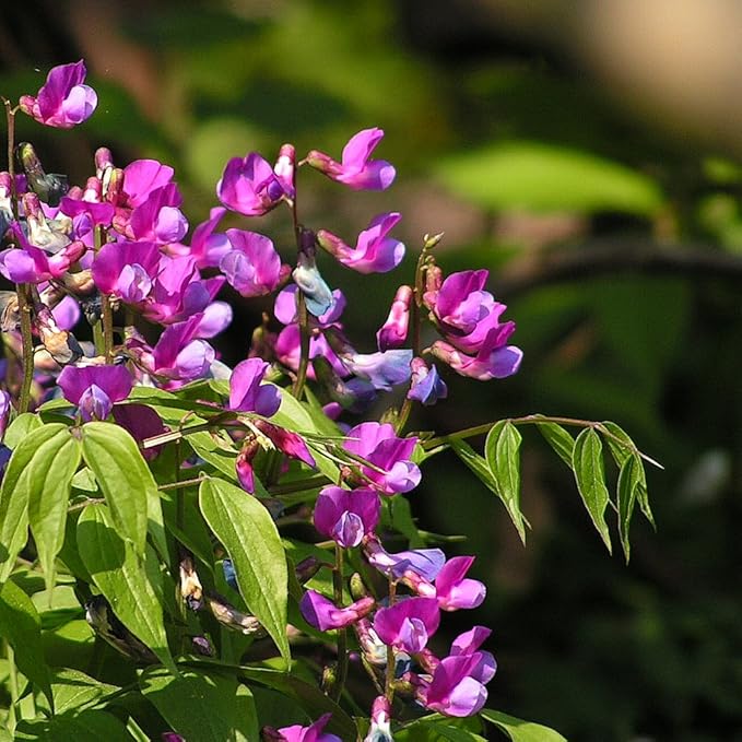Winterharte Gartenblumen Und Schattenpflanzen Fruhlingswicke Fruhlingsplatterbse Lathyrus Vernus Amazon De Garten