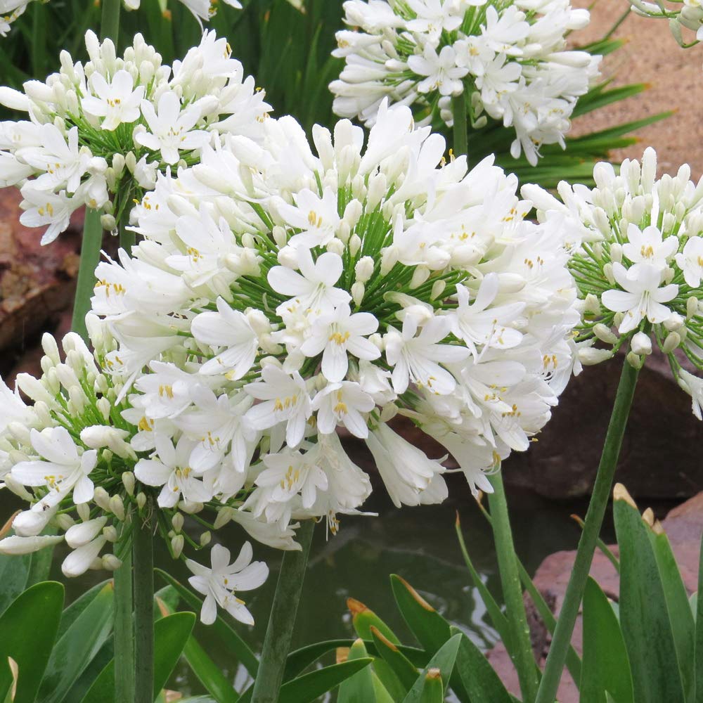 1 x Agapanthus White Superior – Attracts Bees and Other Pollinators – White Trumpet Shaped Blooms – for a Beautiful Summer Garden