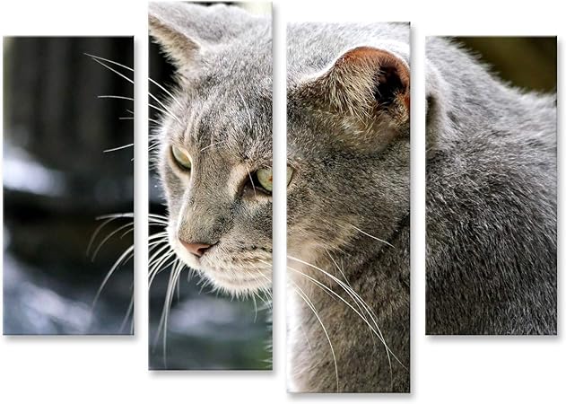 Download Hemingway katzen Desktop Wallpaper Free Hemingway Katzen