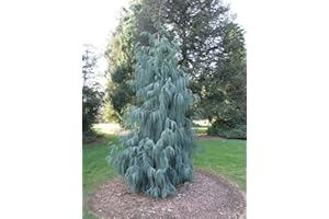Kashmir Cypress, Cupressus cashmeriana, Tree Seeds (Fragrant Weeping Evergreen) - Seed Qty: 100 Seeds