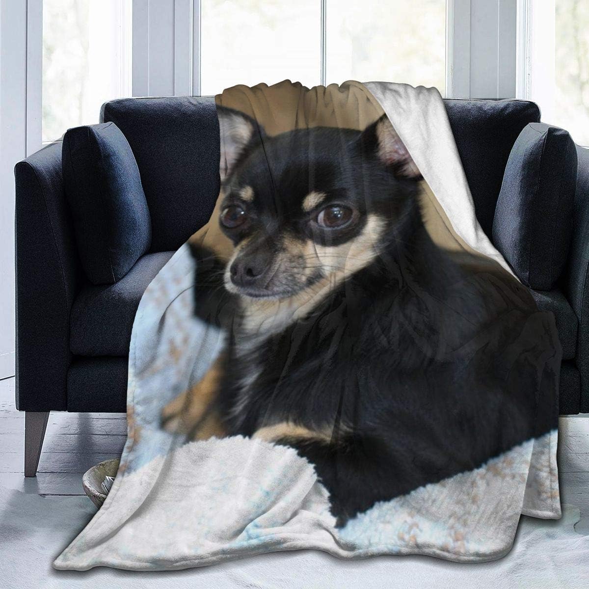 cute black chihuahua