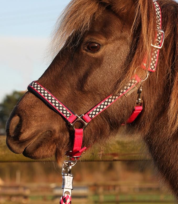 Halter and Rope Set, Size Shetland pony. Amazon.co.uk Sports & Outdoors