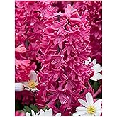 5 Jan Bos Hyacinth Bulbs – Large 16-17cm Bulbs for Brilliant Red, Fragrant Blooms �� Perfect for Gardens, Borders, and Containers