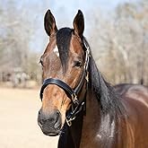 Jeffers Paris Padded Leather Horse Halter with Throat Snap, Adjustable Double Buckle Crown with Throat Snap, Triple Stitched Noseband for Cheek &amp; Nose, Black