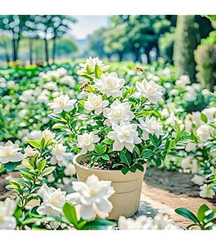 Amazon.com : White Gardenia Flower Seeds / Long Lasting Perennial