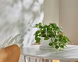 SUStee Watering Indicator Set of 2 - Smart Plant Care, Made in Japan view 7