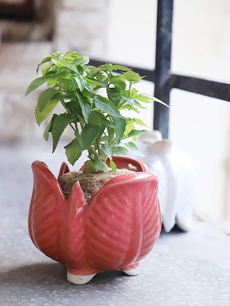 Lyallpur Stores Ceramic Planter Pot Cabbage Shape - Medium (Red Color, 14 cm) Plant Not Included