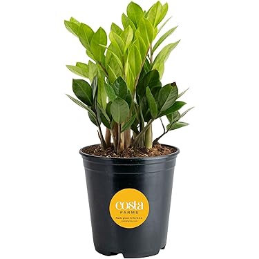 cf plants Lab: Bulb Divisions Venus Flytrap main image 0