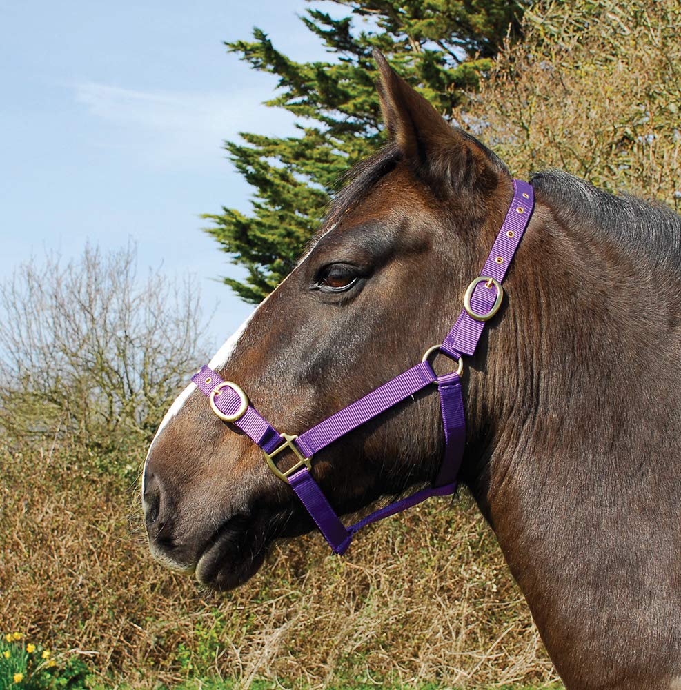 Rhinegold Nylon Headcollar - X Full - Purple — image 1