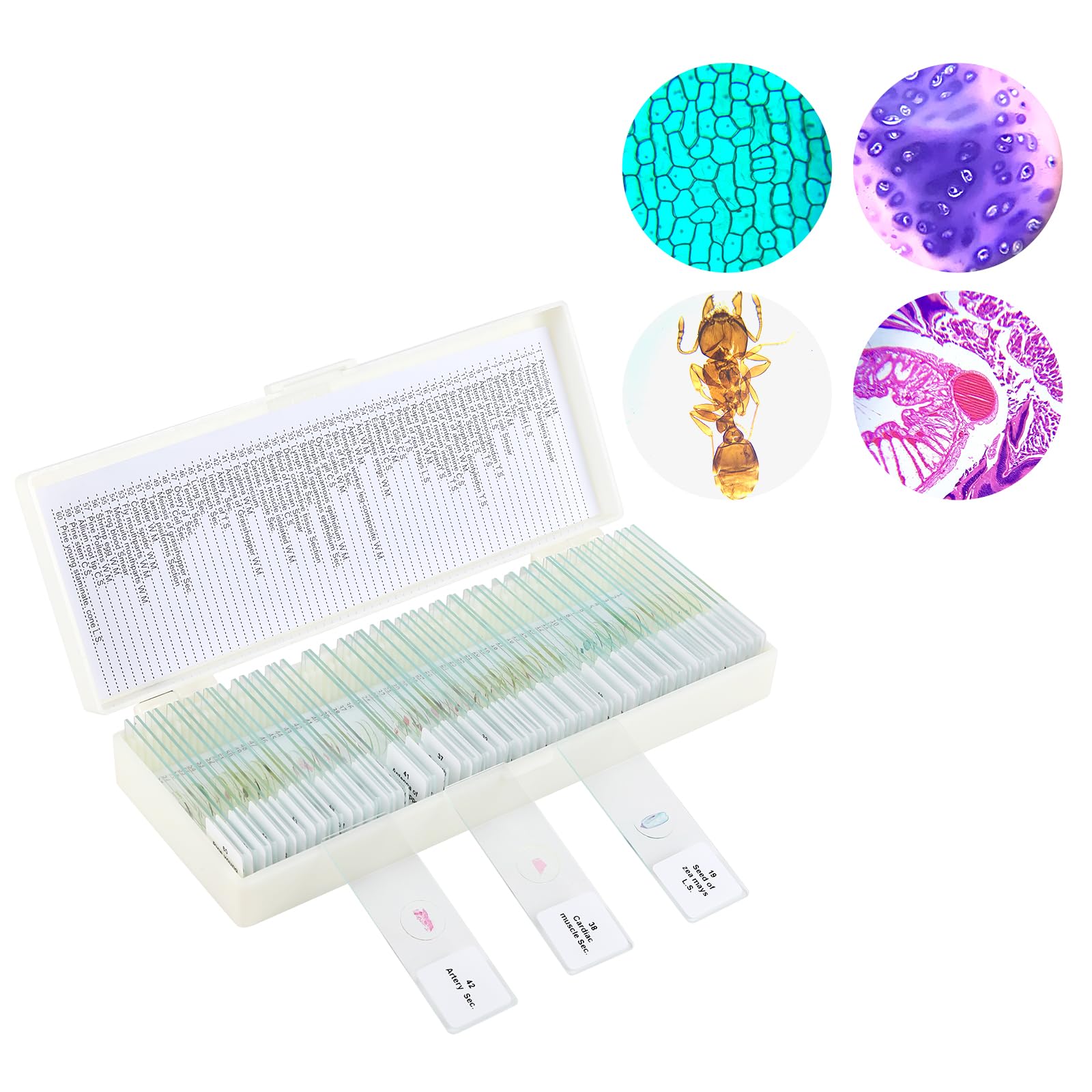 Photo 1 of 60 Microscope Slides with Specimens,Prepared Microscope Slides for Kids,Glass Slides for Microscope,Prepared Slides for Kids Microscope,Microscope Slide Preparation Kit for Biology Science Classes