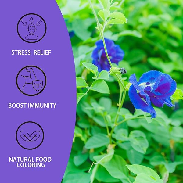 BEI CAI BUTTERFLY PEA FLOWER TEA – 1.25G X 50 COUNT – 100% PURE MADE WITH MATERIALS-CORN FIBER TEA BAG,CAFFEINE-FREE, NON-GMO (BUTTERFLY PEA FLOWER TEA)