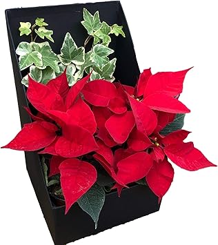 Amazon Co Jp 契約生産者さんが心を込めて育てた Xmas ポインセチア 2個 アイビー1個 ギフトボックス入り 聖夜 幸運を祈る 祝福 室内 観葉植物 鉢 クリスマス ウインター 葉苗 人気 おしゃれ 誕生日 記念日 プレゼント 贈り物 お歳暮 ポインセチア2個