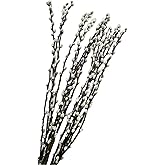 Dried Pussy Willow Branches, Natural Decorative Branches, 27 Inches | 20PCS Long Birch Stems, White Buds, For Vase Spring Easter Home Decor
