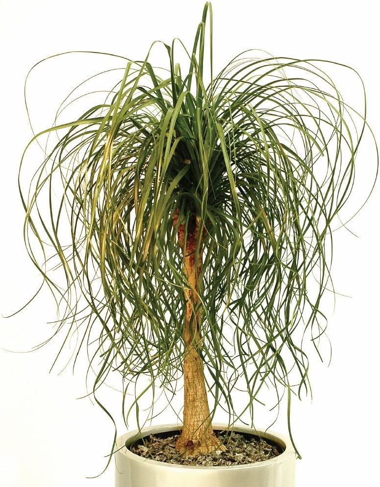 Ponytail Palm 15 Seeds - Beaucarnea