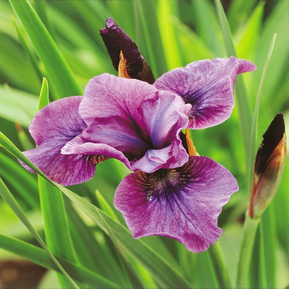 Iris sibirica Blue Pennant - 9 plants