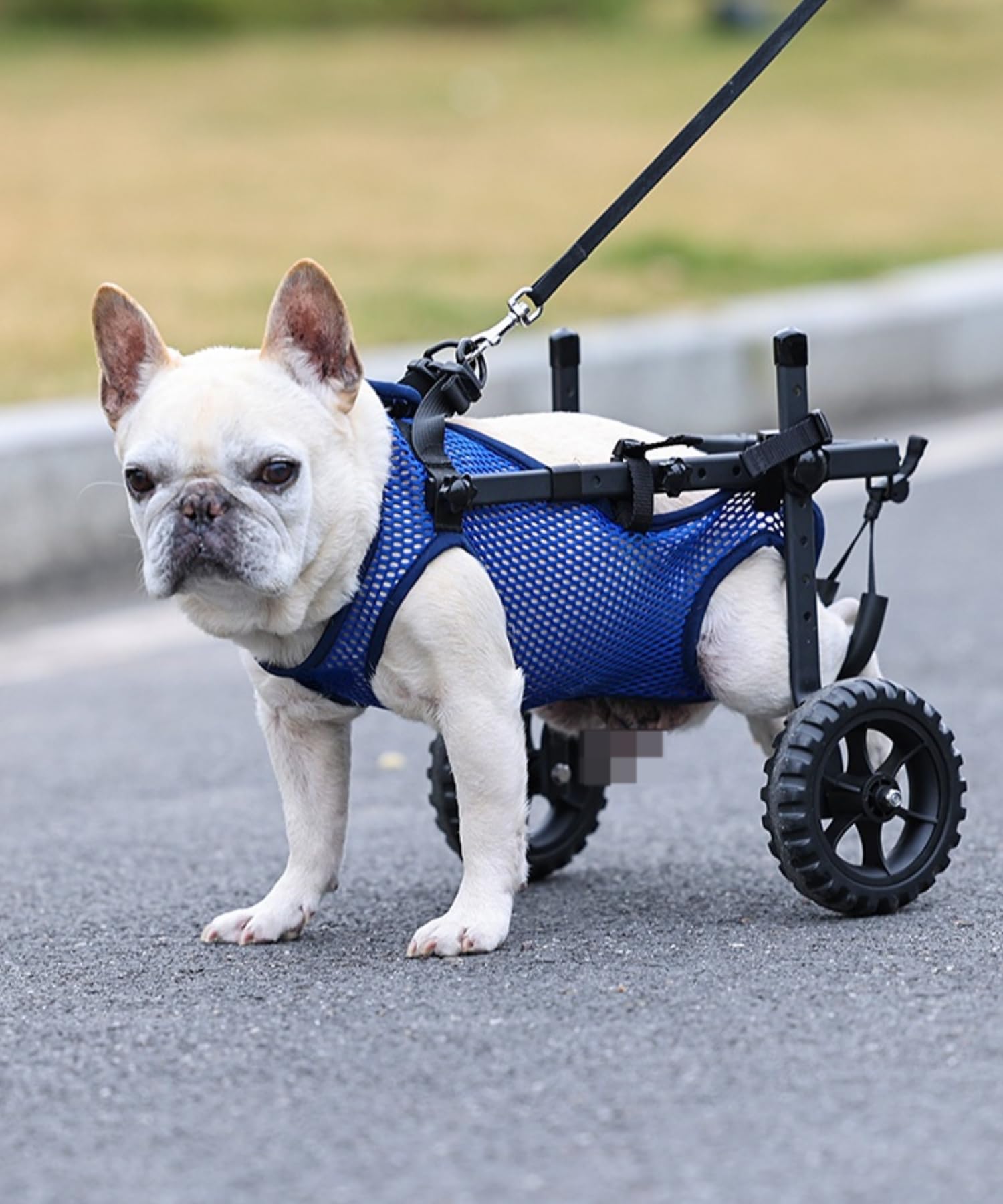 Photo 1 of Small Dog Wheelchair for Back Legs, Upgraded 5.5in Textured Wheel, Adjustable, Disabled Pets, Leg Brace, Mobility Aid for Small Pets, Hind Limb Rehabilitation, Older, Disabled (M?Chest 15.7-22.8in?)