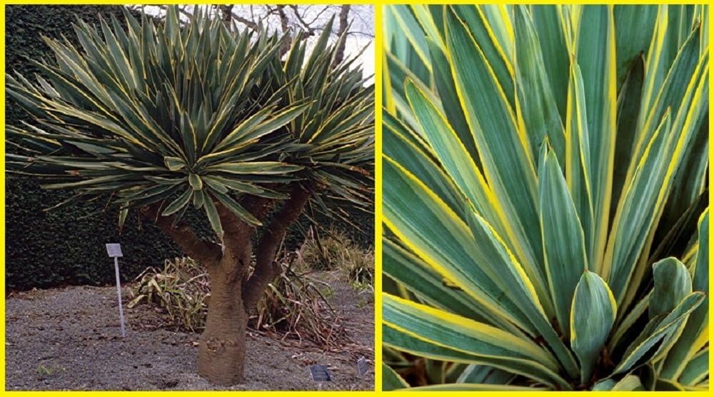 Yucca Gloriosa Variegata Plant 50cm Large Plant Supplied in a 4 L Pot