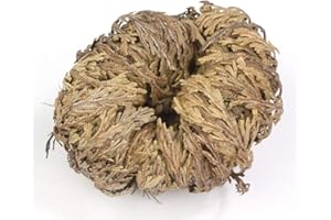 Incense Garden Rose of Jericho Flower The Resurrection Plant (1 Rose)