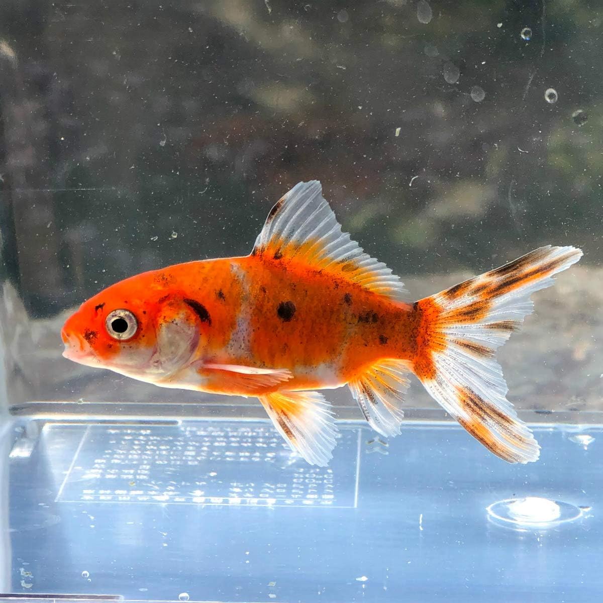 金魚 国産 朱文金 江戸川産 1匹 生体 川村淡水魚販売 観賞魚 水中生物 通販 Amazon 金魚 国産 朱文金 江戸川産 1匹 生体 川村淡水魚販売 観賞魚 水中生物 通販 Amazon