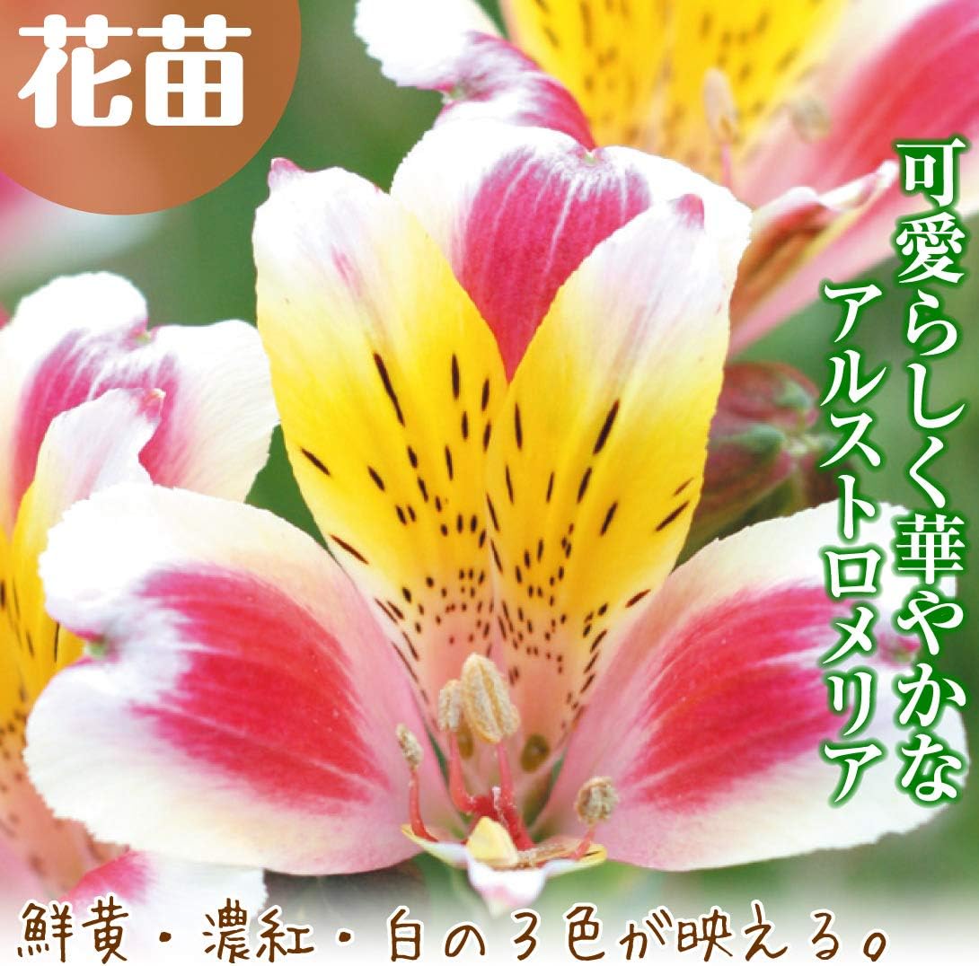 Amazon 国華園 花苗 アルストロメリア キホノカ 2株 21年春商品 鉢