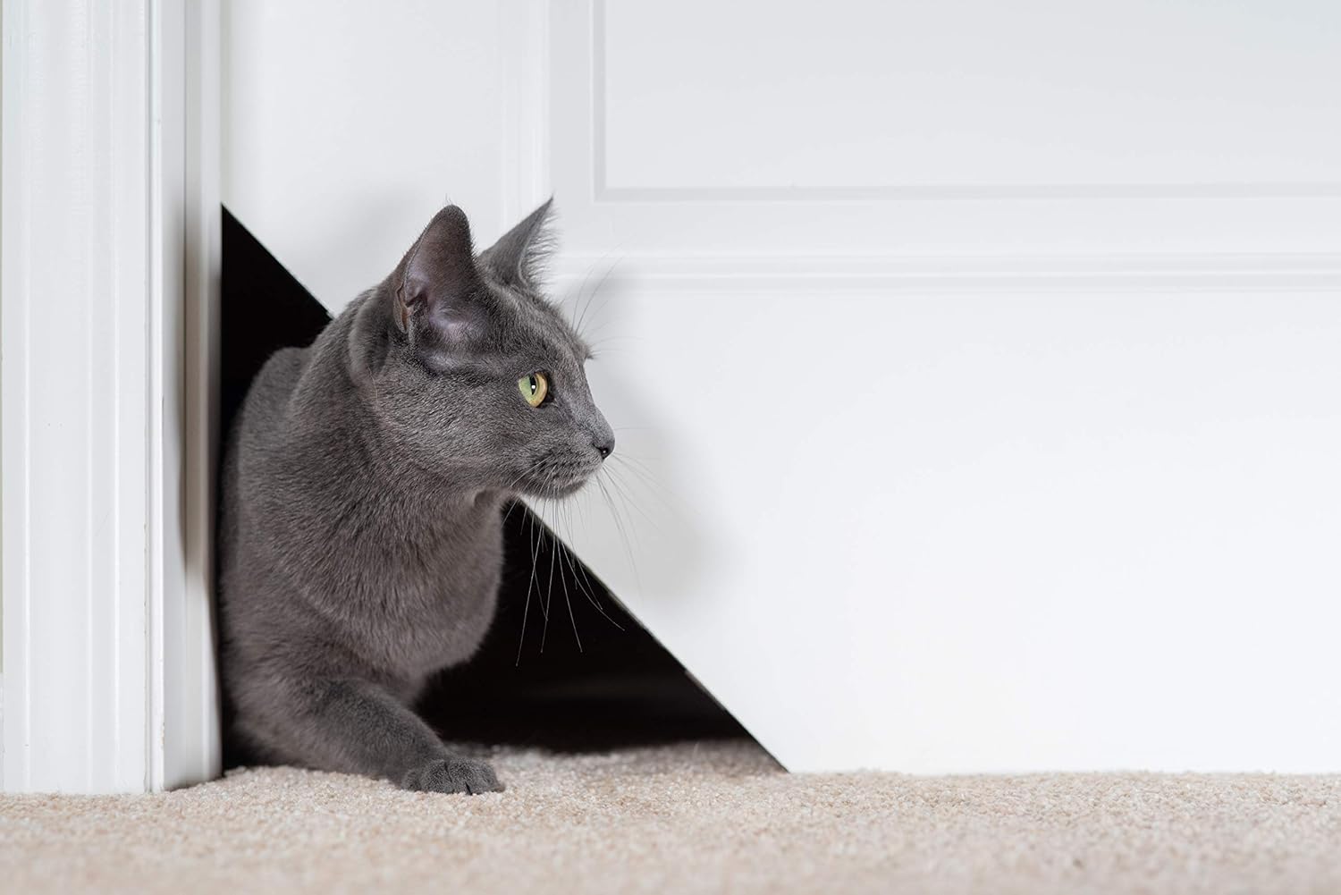 kitty korner cat door