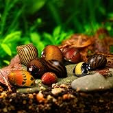 Swimming Creatures&trade; Assorted Nerite Snails (6 Pack) Freshwater Aquarium Snails Live