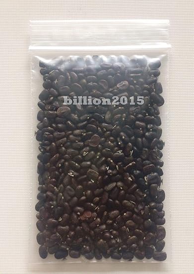PLAT FIRM GERMINATIONSAMEN: 100 Samen Blue Butterfly Pea, Clitoria ternatea, Asien Pigeonwings, Bio-Thai